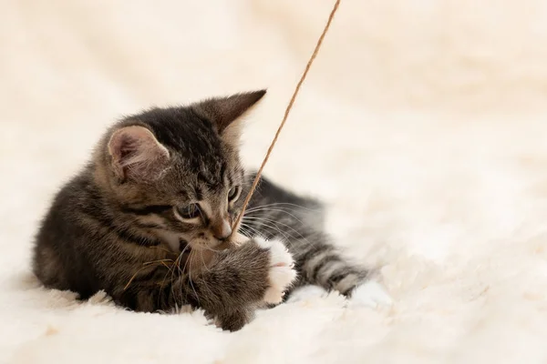 Gray tabby kitten plays on a fur blanket with a toy on a rope, copy space — Stock Photo, Image