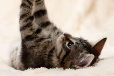 Şirin gri tekir kedi yavrusu tüylü bir kürk battaniyesiyle oynuyor.