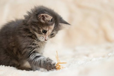 Gri kedi yavrusu bir oyuncak ile kürk battaniyesinde oynar, kopyalama alanı