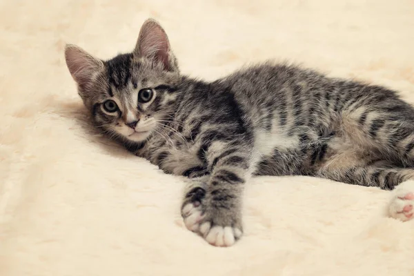 Cute gray tabby kitten lies on a fluffy cream fur blanket — Stock Photo, Image