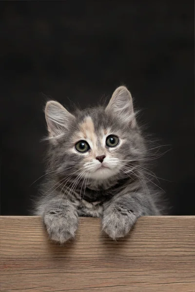 Kaunis harmaa naaras kissanpentu lepää tassunsa puulaudalla. Tyhjä mainosta tai ilmoitusta varten, jossa on kopiotila, pystysuora kuva — kuvapankkivalokuva