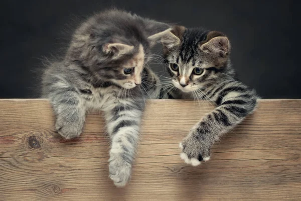 İki sevimli gri çizgili kedi yavrusu patilerini tahtanın üzerinde dinlendiriyorlar. — Stok fotoğraf