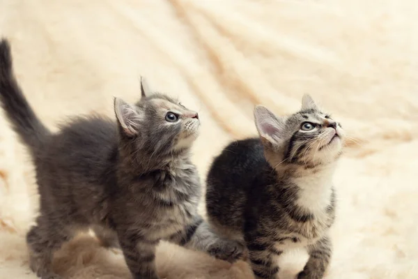 Два милых котенка на сливочном пушистом меховом одеяле — стоковое фото