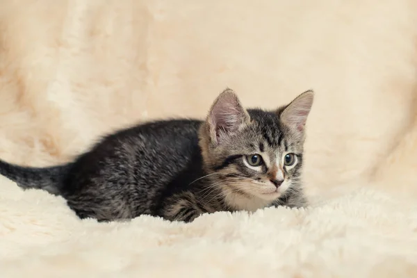 Cute gray tabby kitten lies on a fluffy cream fur blanket — Stock Photo, Image