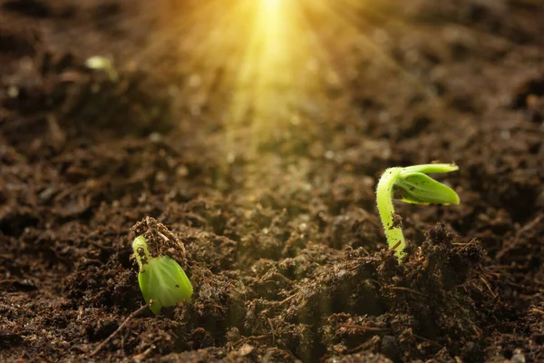 Две молодые ростки огурца вылупляются из-под земли под солнцем. выращивание овощей, концепция ухода за саженцами — стоковое фото