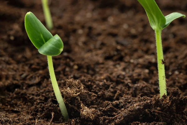 Dwie młode kiełki ogórka wyrastają z ziemi. Uprawa warzyw, koncepcja pielęgnacji sadzonek — Zdjęcie stockowe