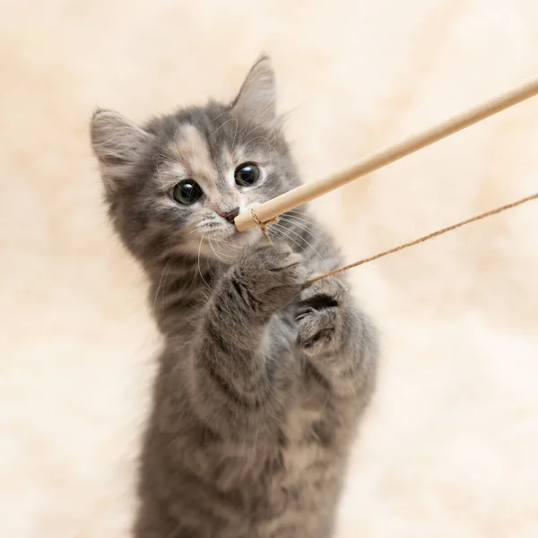 Gri kedi yavrusu ipte bir oyuncakla kürk battaniyesinde oynuyor. — Stok fotoğraf