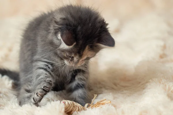 Gri kedi yavrusu bir oyuncak ile kürk battaniyesinde oynar, kopyalama alanı — Stok fotoğraf