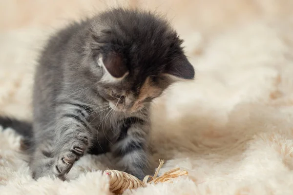 Gatinho cinza joga em um cobertor de pele com um brinquedo, espaço de cópia — Fotografia de Stock