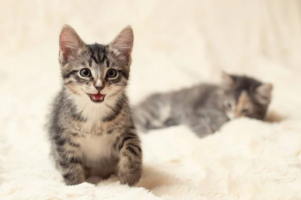 Два милых котенка на сливочном пушистом меховом одеяле — стоковое фото