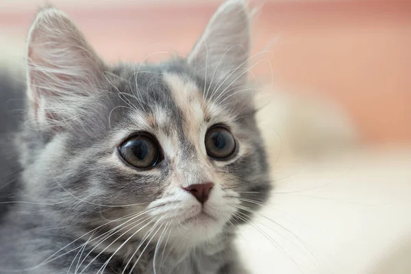 Лицо милого серого котенка с выразительными глазами и умоляющим взглядом. Портрет крупного плана — стоковое фото
