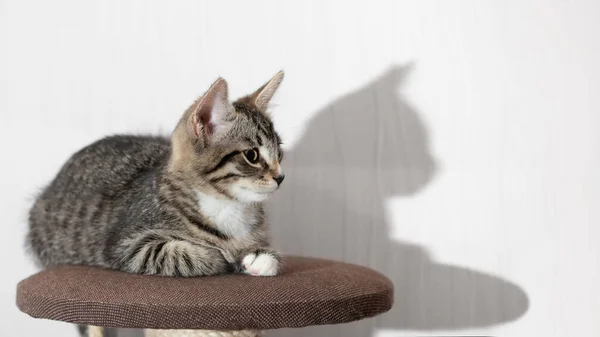 Şirin gri tekir kedi yavrusu kedi mobilyasının üst platformunda uzanıyor ve kameraya bakıyor. Yatay pankart, boşluğu kopyala — Stok fotoğraf