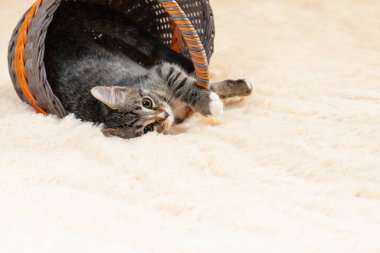 Şirin gri kedi yavrusu bir sepetin içinde, krem rengi bir kürkün üzerinde yatıyor.