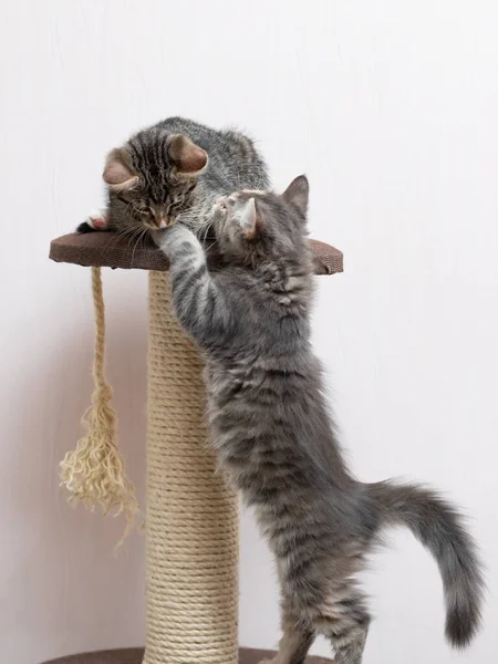 Kedi mobilyalarının üzerindeki tırmalama direğinin yanında iki sevimli gri kedi yavrusu oynuyor. — Stok fotoğraf