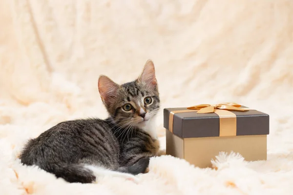 Симпатичный серый котенок табби лежит на кремовой мех клетчатый рядом с золотой коробке подарка, скопировать пространство — стоковое фото