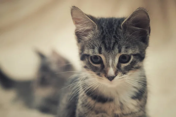 Sad gray tabby kitten with an expressive look — Stock Photo, Image