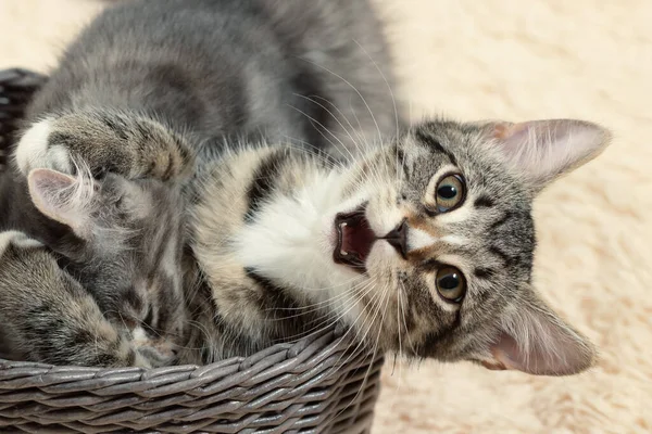 Twee schattige grijze kittens spelen in een rieten mandje op een achtergrond van een crème bont deken — Stockfoto