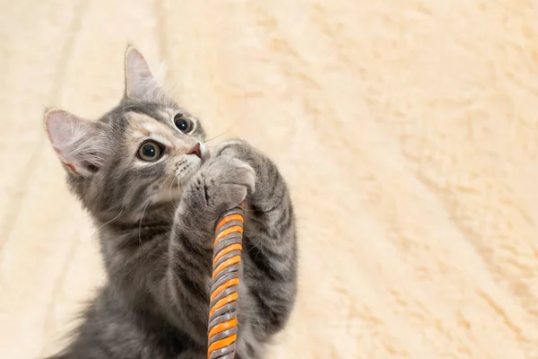 Schattig grijs kitten met expressieve ogen poten op het handvat van een rieten mandje op een achtergrond van een crème bont plaid., kopieer ruimte — Stockfoto