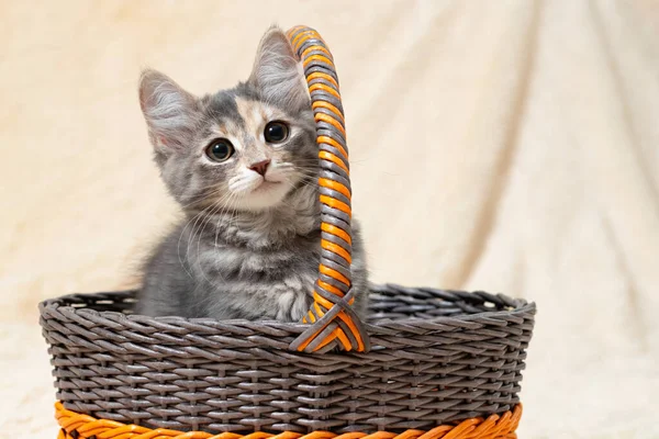 Lindo gatito gris se sienta en una cesta sobre un fondo de una tela a cuadros de piel beige, espacio de copia — Foto de Stock