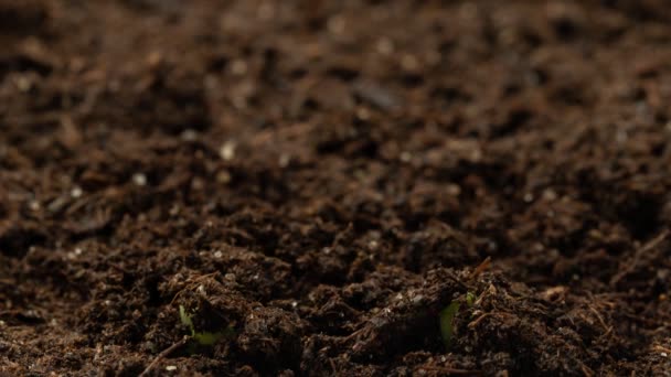 Timelapse de germinação de mudas de pepino. Primavera, nascimento de um novo conceito de vida — Vídeo de Stock