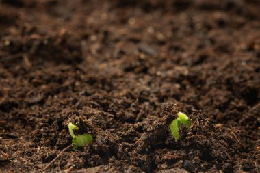 Yerin altından iki tane salatalık filizlenmesi. Sebze yetiştirme, fidan yetiştirme