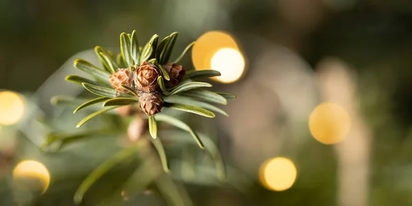 Cartão de Natal ou fundo. Ramo de árvore de Natal com luzes close-up, foco seletivo, bokeh — Fotografia de Stock