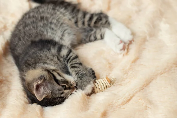 Šedé tabby kotě hraje na kožešinové dece s hračkou — Stock fotografie