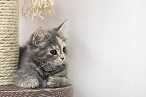 Gatinho cinza bonito senta-se perto de um posto riscando na mobília de gatos. Banner horizontal, espaço de cópia . — Fotografia de Stock