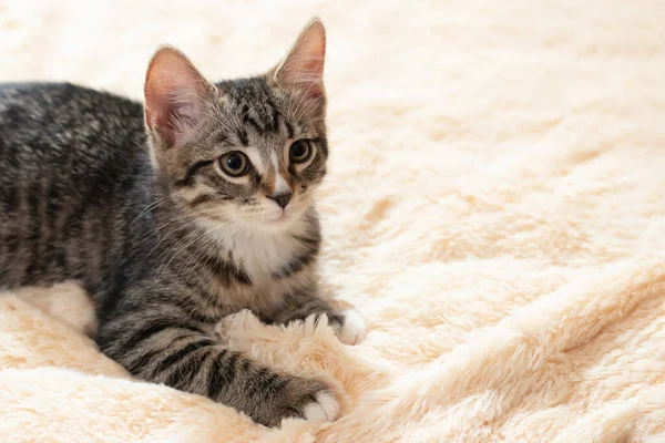 Lindo gatito gris tabby se encuentra en una manta de piel beige, imagen horizontal, espacio de copia — Foto de Stock