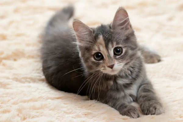 Милый серый котёнок лежит на бежевом меховом одеяле — стоковое фото