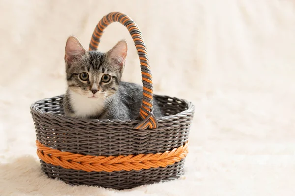 Cute gray tabby kitten sits in a wicker basket on the background of a cream fur plaid, copy space — стоковое фото