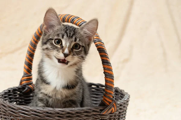 Krem rengi bir kürkün arka planında bir sepette otururken şirin gri kedi miyavlıyor. — Stok fotoğraf