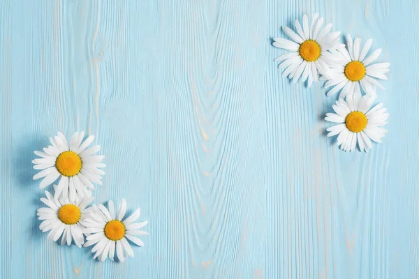 Daisies On A Blue Background Flower Floral Stock Photo Daisies On A Blue Background Flower Floral Stock Photo