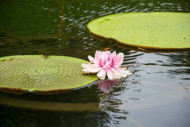Bir lotus çiçeği fotoğrafı