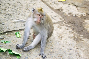 Maymun Orman Ubud Bali Endonezya 