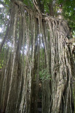 Maymun Orman Ubud Bali Endonezya 