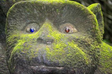 Maymun Orman Ubud Bali Endonezya 