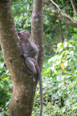 Maymun Orman Ubud Bali Endonezya 