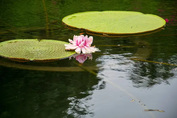 Foto de una flor de loto — Foto de Stock