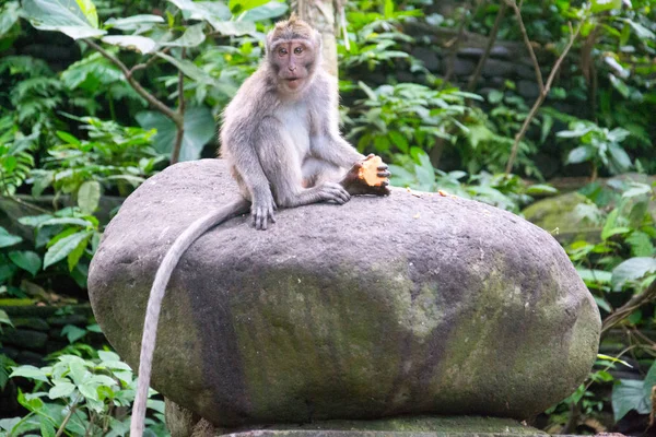 Monkey Forest Ubud Bali Indonesia — Stock Photo, Image