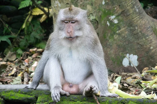 Monkey Forest Ubud Bali Indonesia — Stock Photo, Image