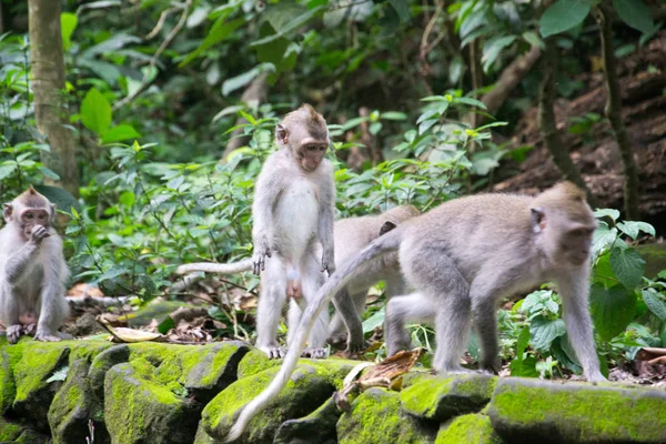 Bosque de los Monos Ubud Bali Indonesia —  Fotos de Stock