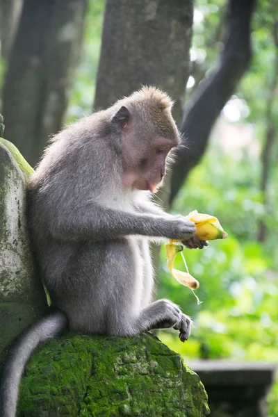 Bosque de los Monos Ubud Bali Indonesia —  Fotos de Stock