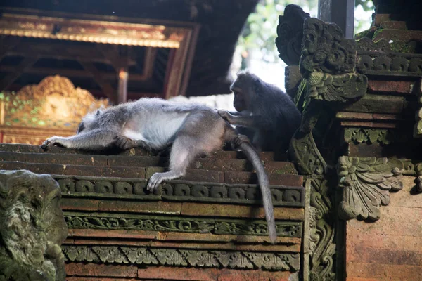 Monkey Forest Ubud Bali Indonesia — Stock Photo, Image