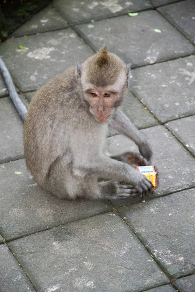 Monkey Forest Ubud Bali Indonesië — Stockfoto