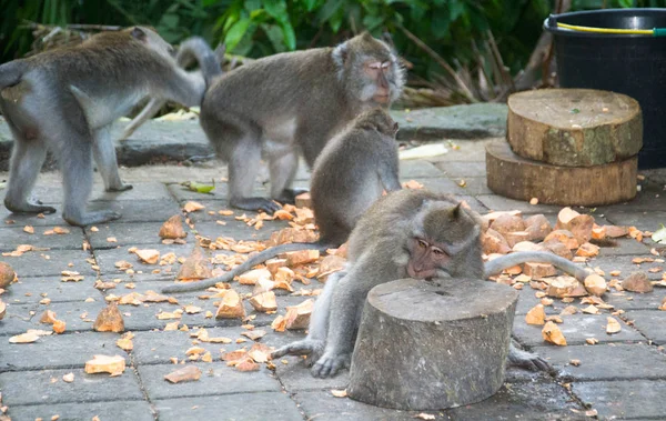 Monkey Forest Ubud Bali Indonesia — Stock Photo, Image