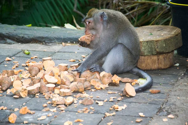 Monkey Forest Ubud Bali Indonesia — Stock Photo, Image