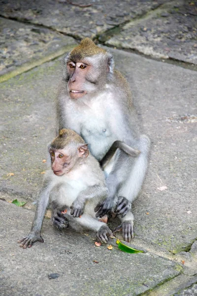 Monkey Forest Ubud Bali Indonesië — Stockfoto