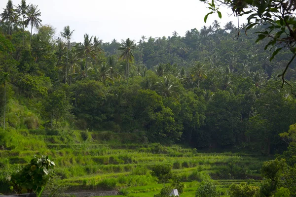 Terraced rice fields on Bali, Indonesia — Stock Photo, Image