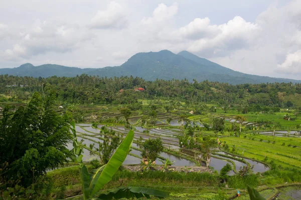 발리, 인도네시아에 계단식된 논 — 스톡 사진